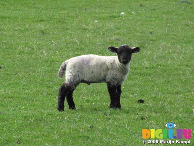 SX05269 Little black and white lamb